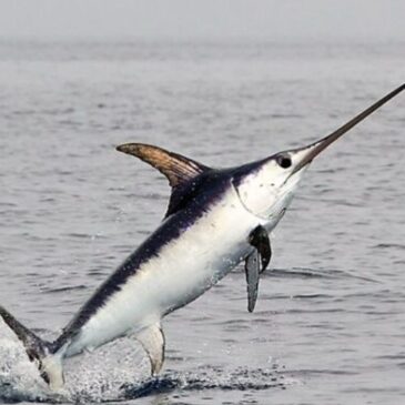 Pesca record nello stretto di Messina Pescespada da 262 Kg.